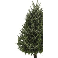 6-ft to 7-ft Fresh-Cut Fresh Balsam Fir Christmas Tree